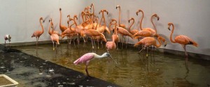 Flamingos Take Shelter In Zoo